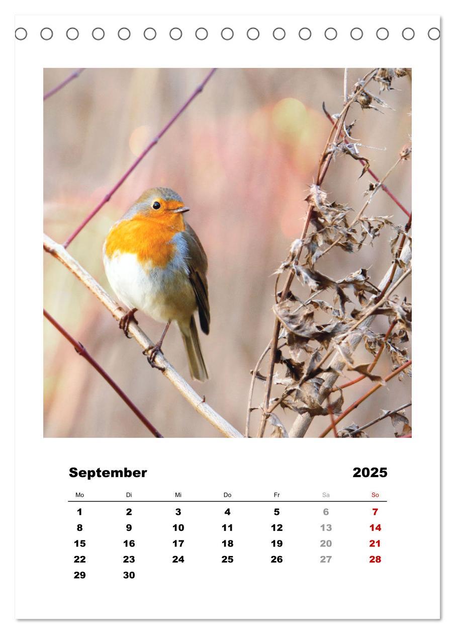 Bild: 9783435916948 | Rotkehlchen, süße kleine Knutschkugeln (Tischkalender 2025 DIN A5...