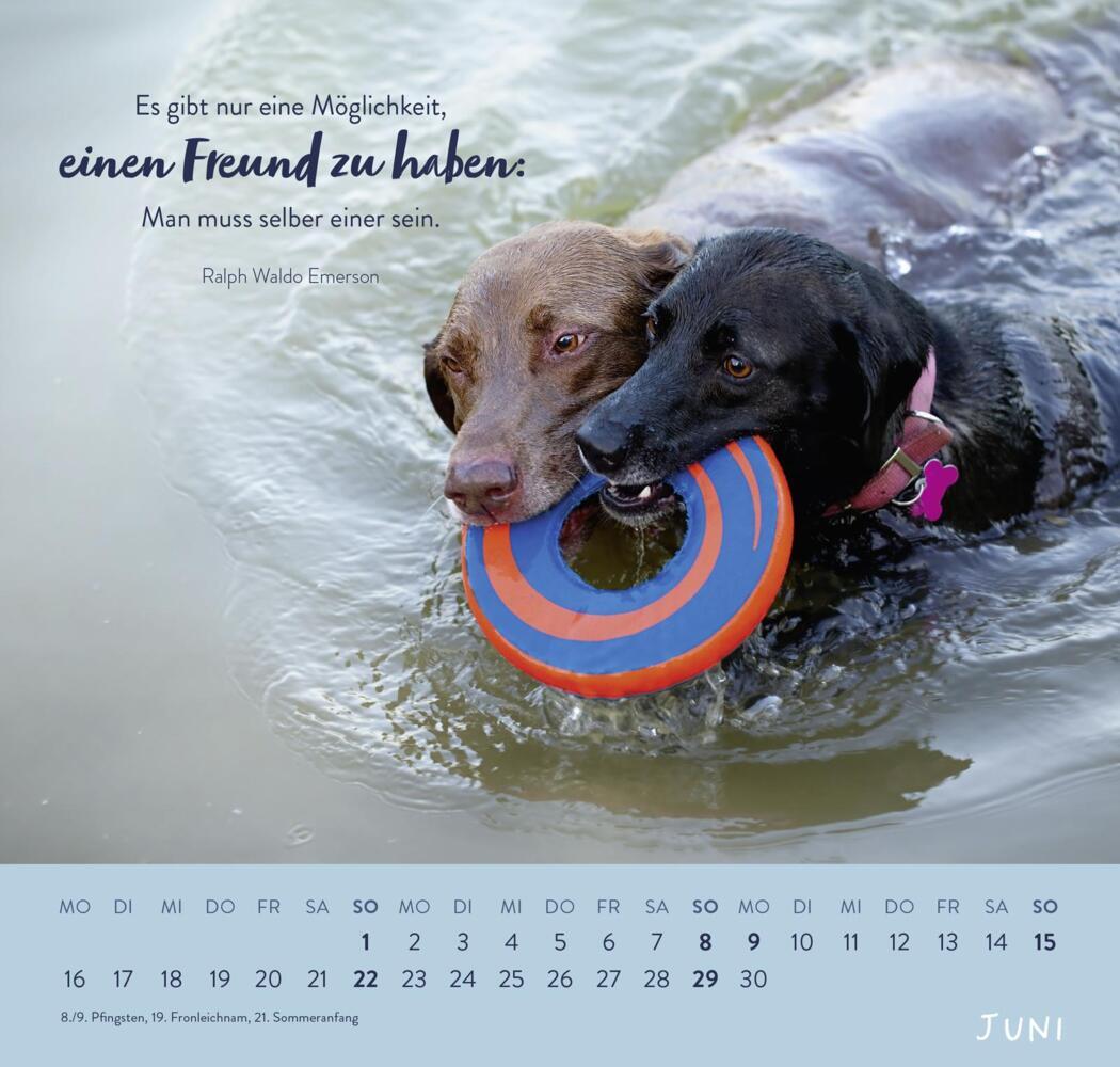 Bild: 4036442011867 | Wandkalender 2025: Für Hundefreunde | Groh Verlag | Kalender | 12 S.