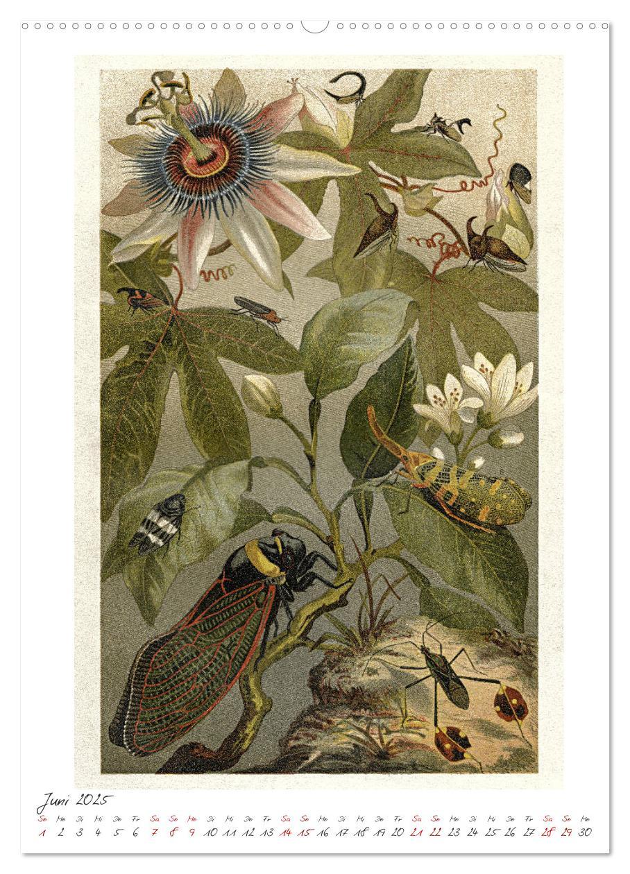 Bild: 9783435978236 | Formenspiele der Evolution. Chromolithographien des 19....