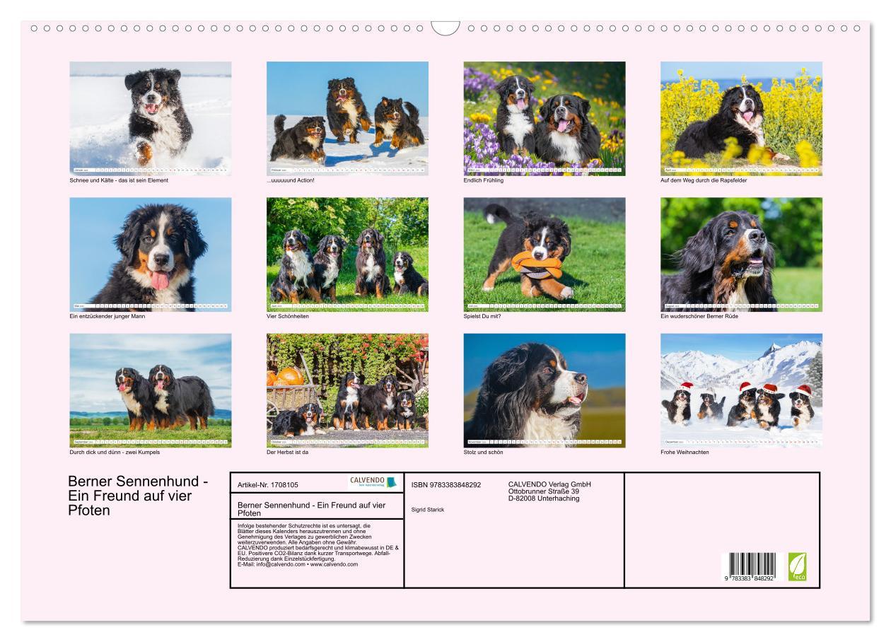 Bild: 9783383848292 | Berner Sennenhund - Ein Freund auf vier Pfoten (Wandkalender 2025...