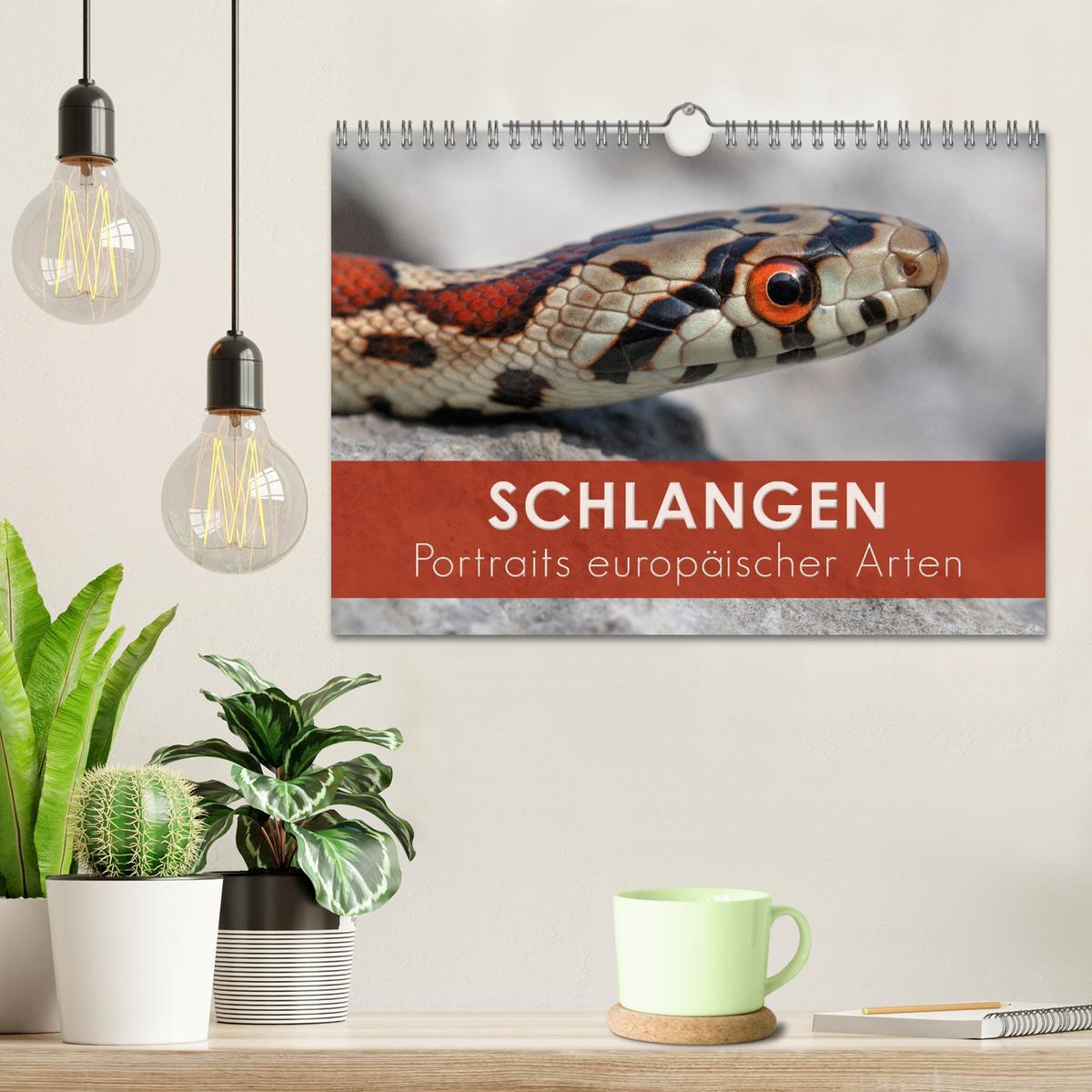 Bild: 9783435365197 | Schlangen - Portraits europäischer Arten (Wandkalender 2025 DIN A4...