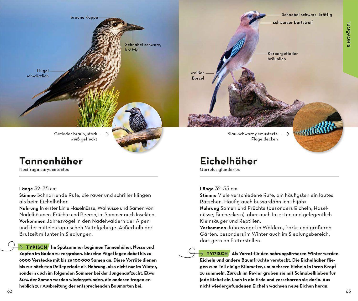 Bild: 9783440173886 | BASIC Gartenvögel | Volker Dierschke | Taschenbuch | 128 S. | Deutsch