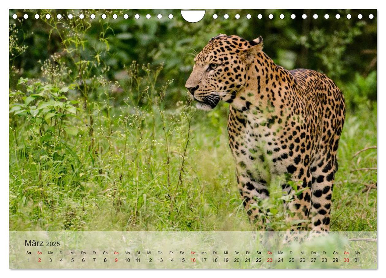 Bild: 9783435606573 | Afrikas schöne Tierwelt (Wandkalender 2025 DIN A4 quer), CALVENDO...