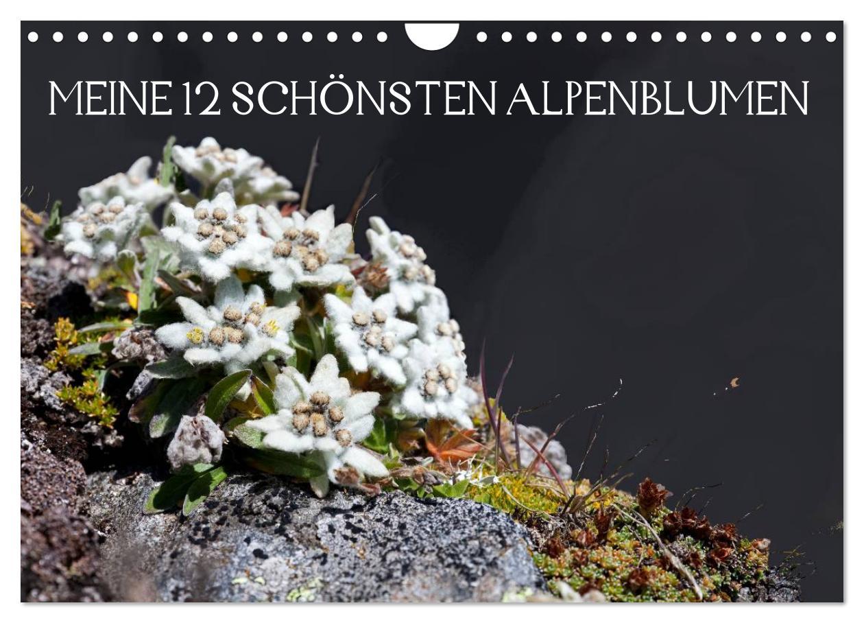 Cover: 9783435724666 | Meine 12 schönsten Alpenblumen (Wandkalender 2025 DIN A4 quer),...