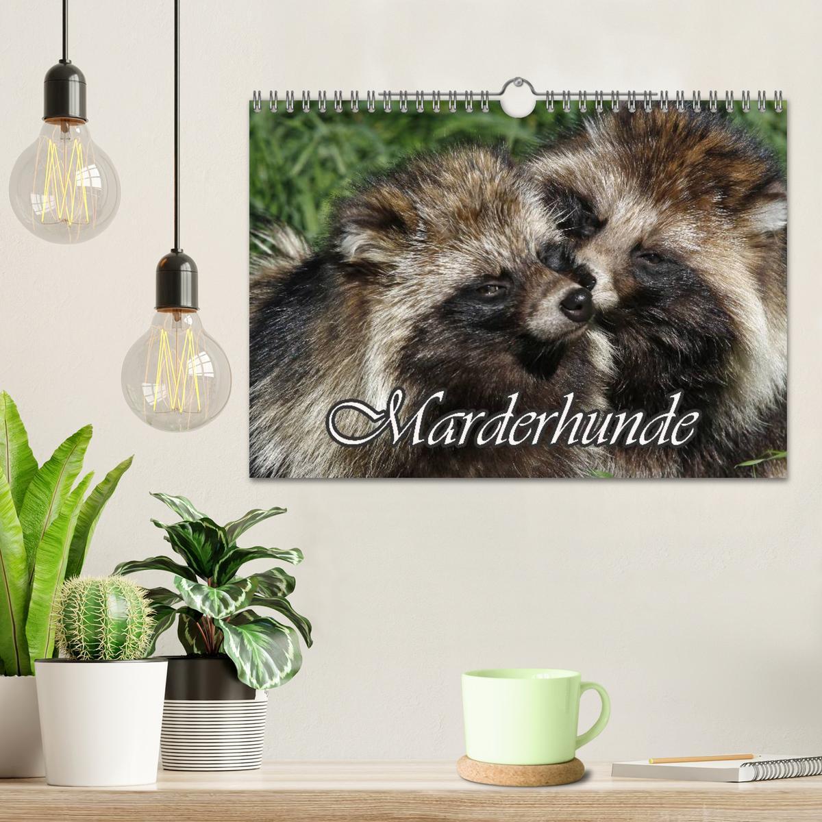 Bild: 9783435677580 | Marderhunde (Wandkalender 2025 DIN A4 quer), CALVENDO Monatskalender