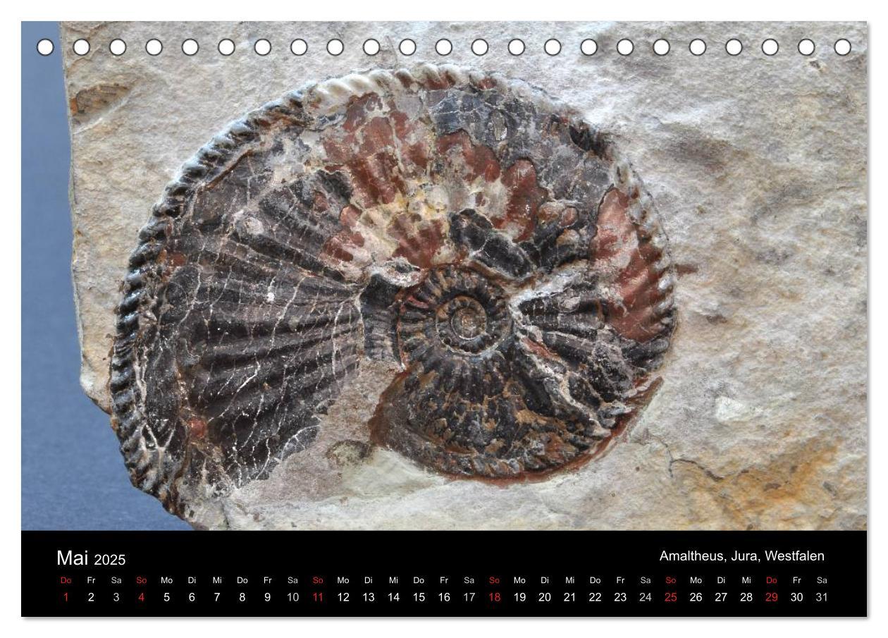 Bild: 9783435770205 | Fossilien - Zeugen der Urzeit (Tischkalender 2025 DIN A5 quer),...