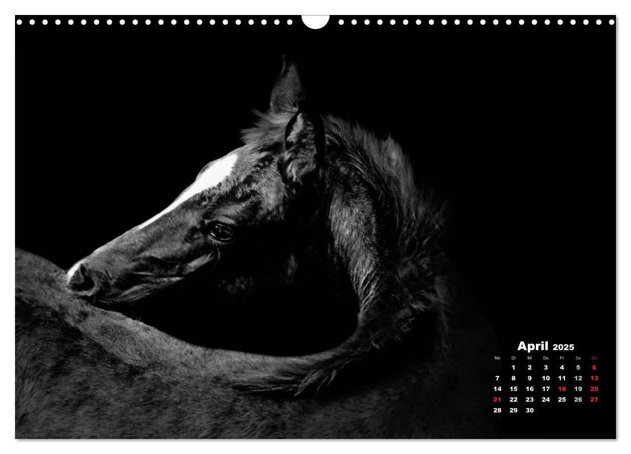 Bild: 9783435630417 | Pferde zwischen Licht und Schatten (Wandkalender 2025 DIN A3 quer),...