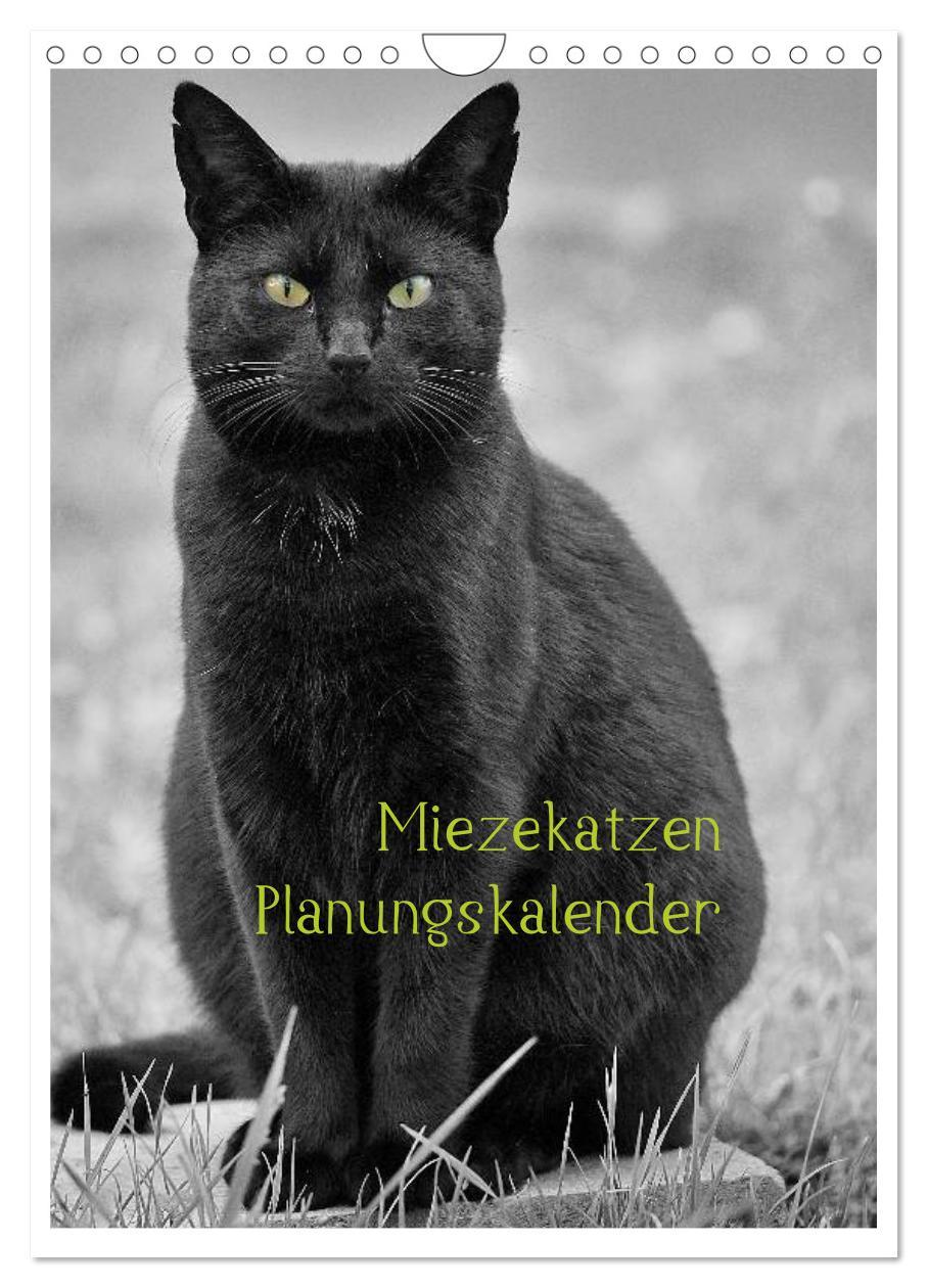 Cover: 9783457088166 | Miezekatzen Planungskalender (Wandkalender 2025 DIN A4 hoch),...