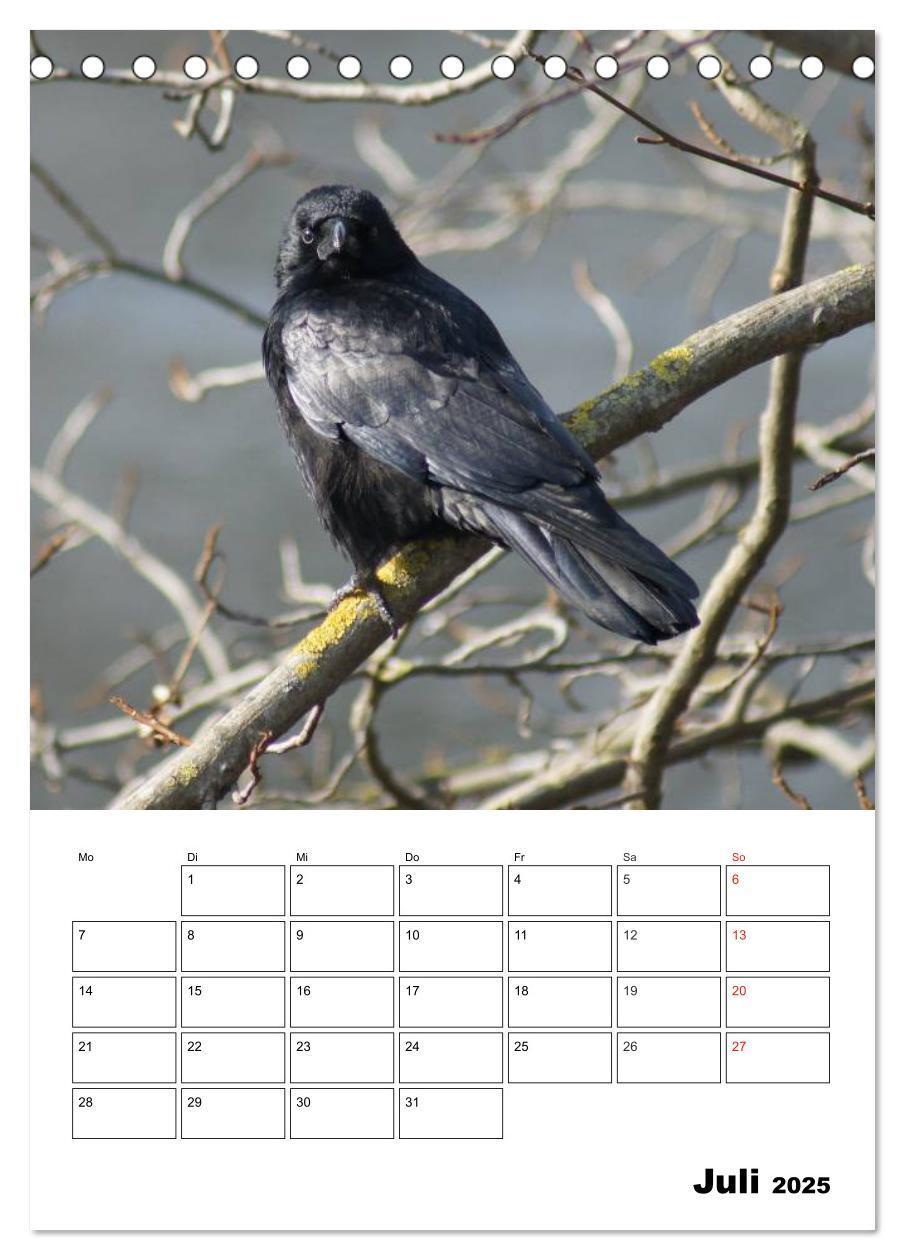 Bild: 9783457020074 | Rabenvögel Terminplaner (Tischkalender 2025 DIN A5 hoch), CALVENDO...