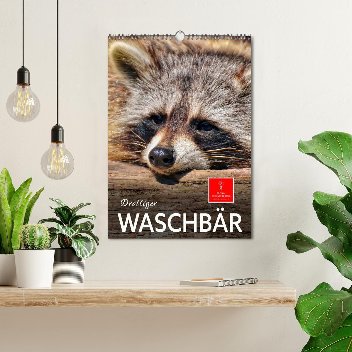 Bild: 9783435903504 | Drolliger Waschbär (Wandkalender 2025 DIN A3 hoch), CALVENDO...