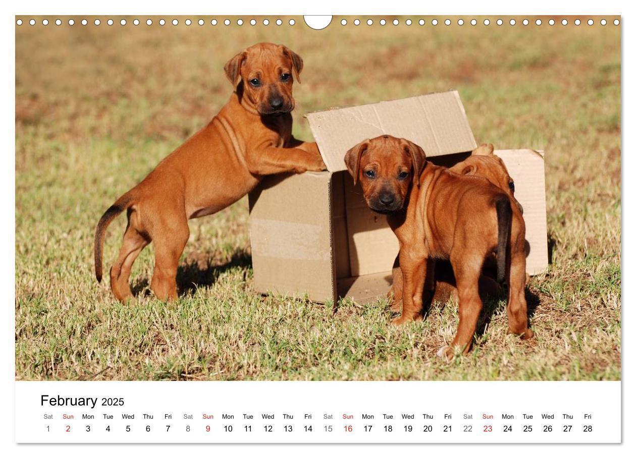 Bild: 9781325960538 | Rhodesian Ridgeback Puppies (Wall Calendar 2025 DIN A3 landscape),...