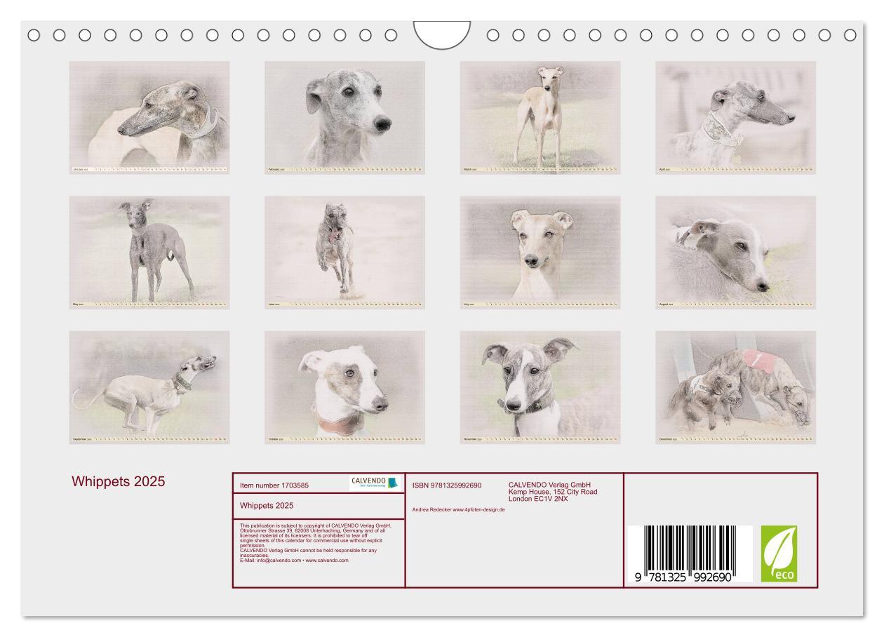 Bild: 9781325992690 | Whippets 2025 (Wall Calendar 2025 DIN A4 landscape), CALVENDO 12...