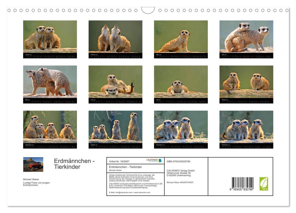 Bild: 9783435835799 | Erdmännchen - Tierkinder (Wandkalender 2025 DIN A3 quer), CALVENDO...