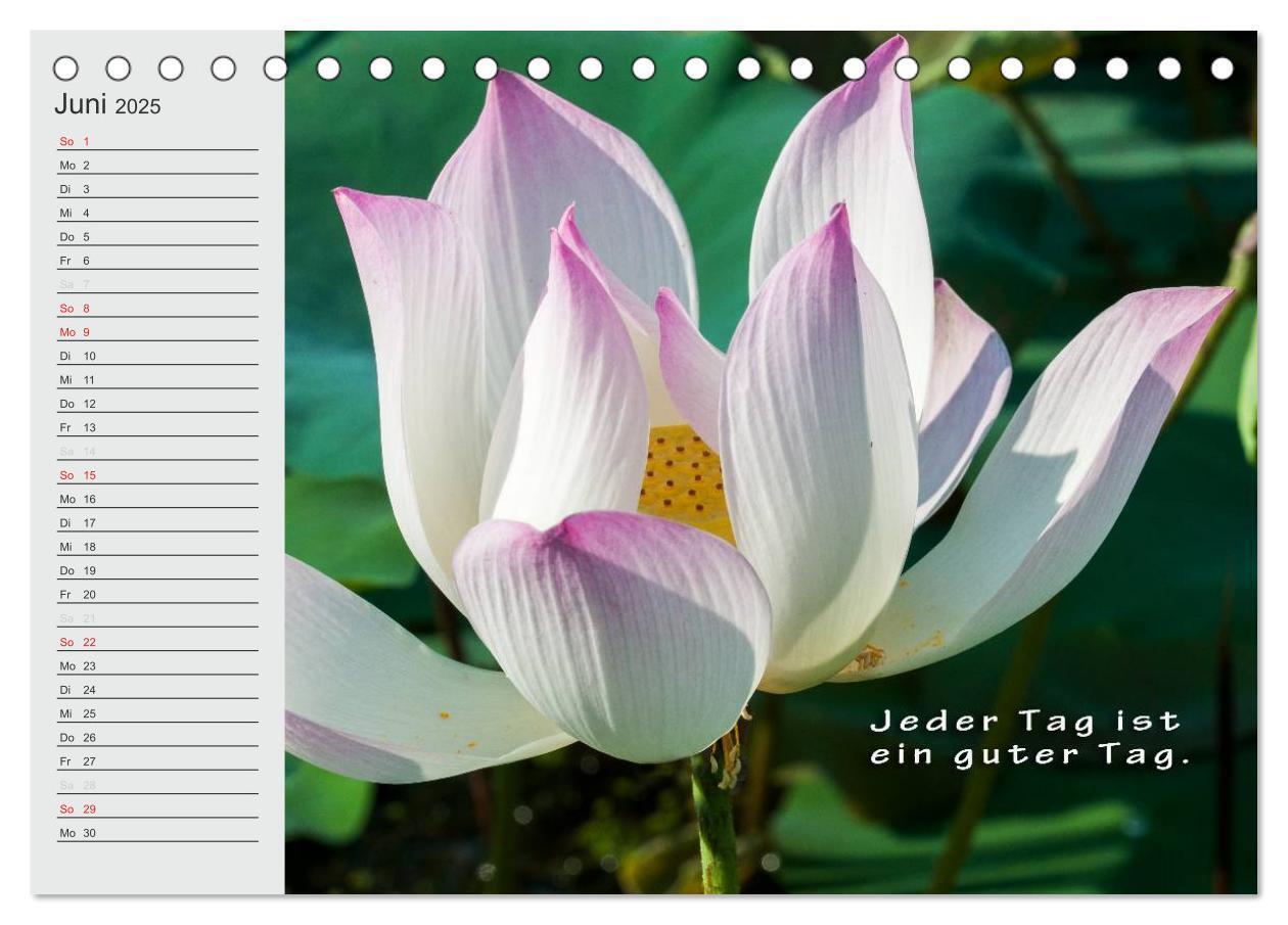 Bild: 9783435550104 | BUDDHA Buddhistische Weisheiten (Tischkalender 2025 DIN A5 quer),...