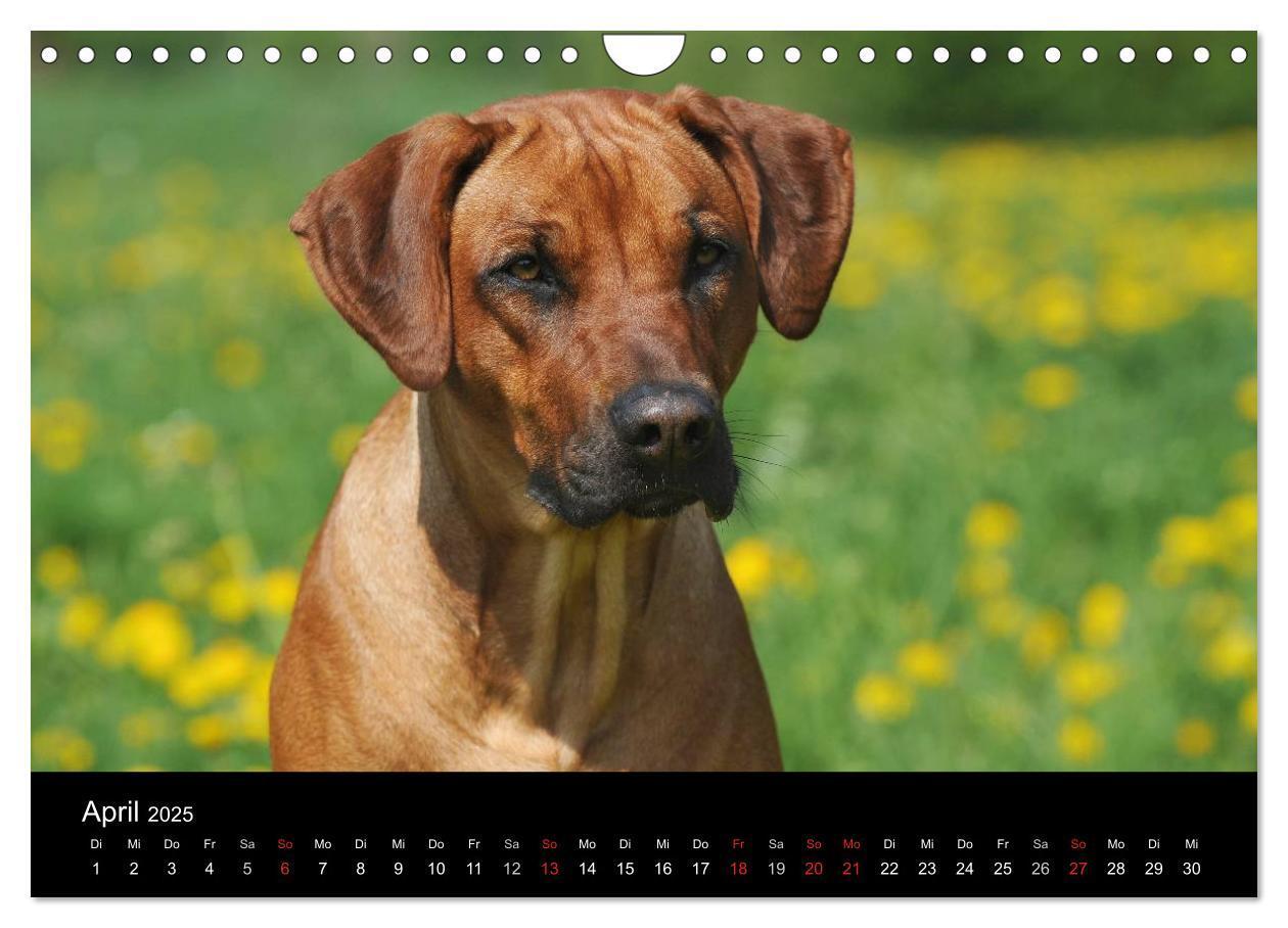 Bild: 9783435760107 | Rhodesian Ridgeback 2025 (Wandkalender 2025 DIN A4 quer), CALVENDO...