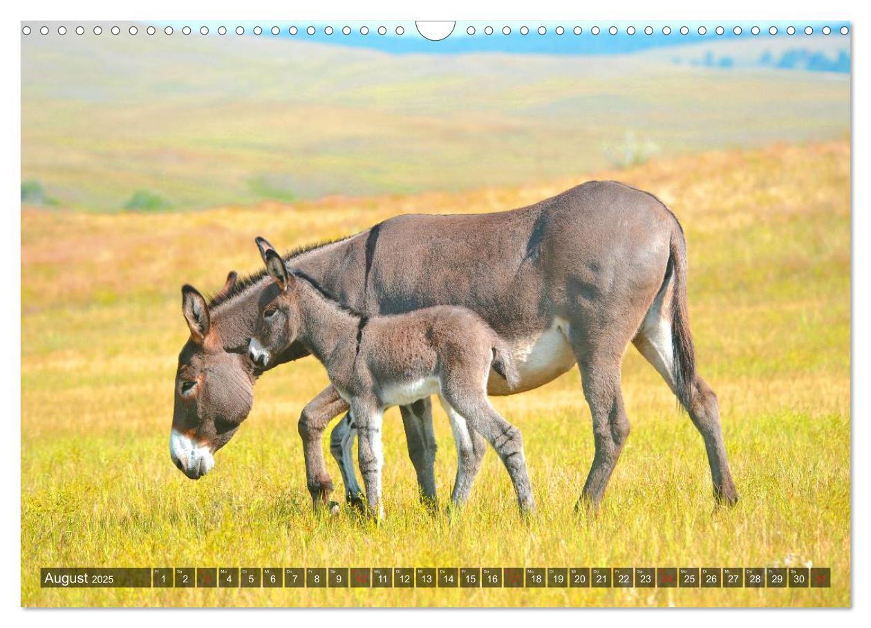 Bild: 9783435654581 | Esel - hübsch, klug und fleißig (Wandkalender 2025 DIN A3 quer),...