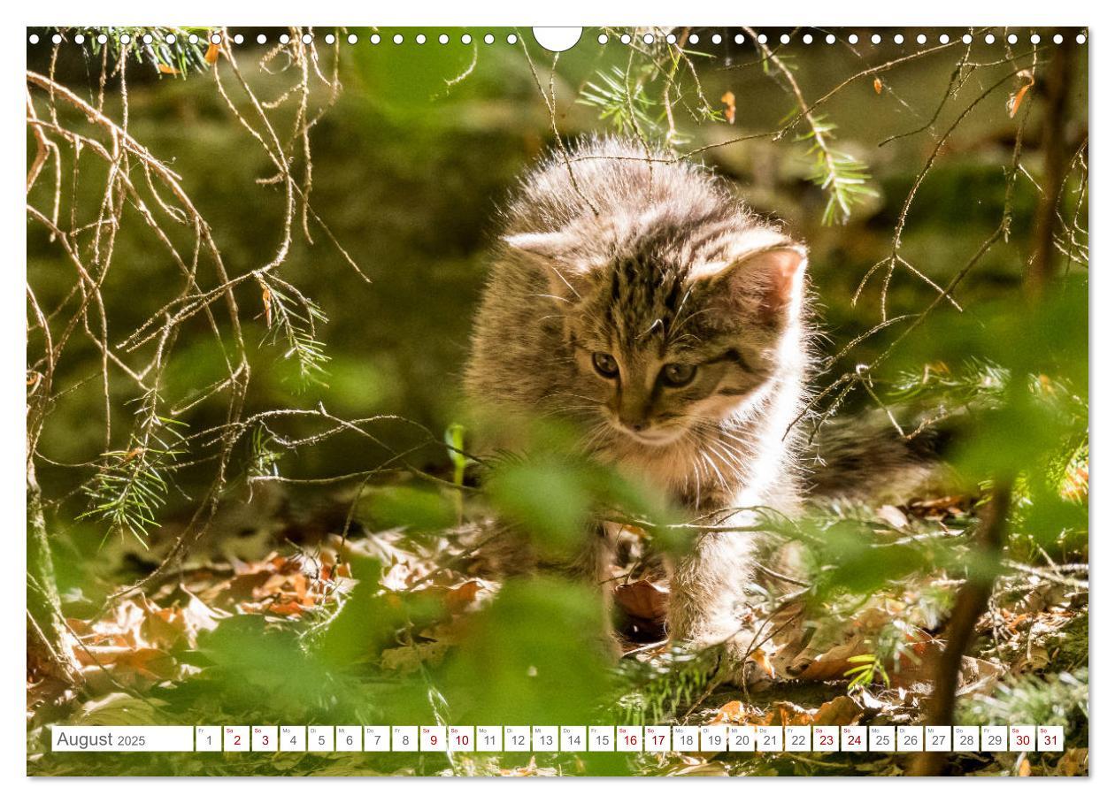 Bild: 9783435231089 | Wildkatzenbabys - wild und zuckersüß. (Wandkalender 2025 DIN A3...