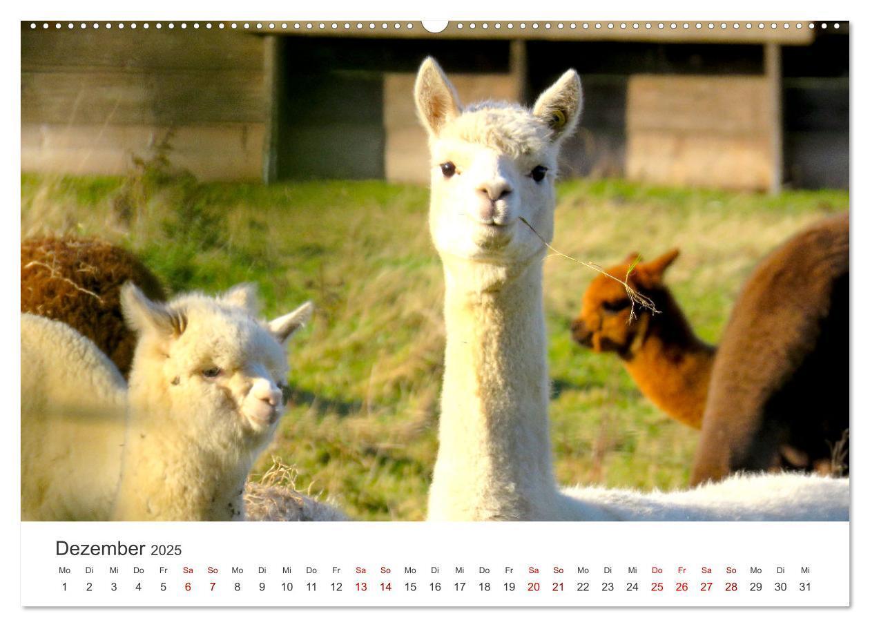 Bild: 9783435003068 | Lamas und Alpakas - Die weichen Neuweltkamele. (Wandkalender 2025...