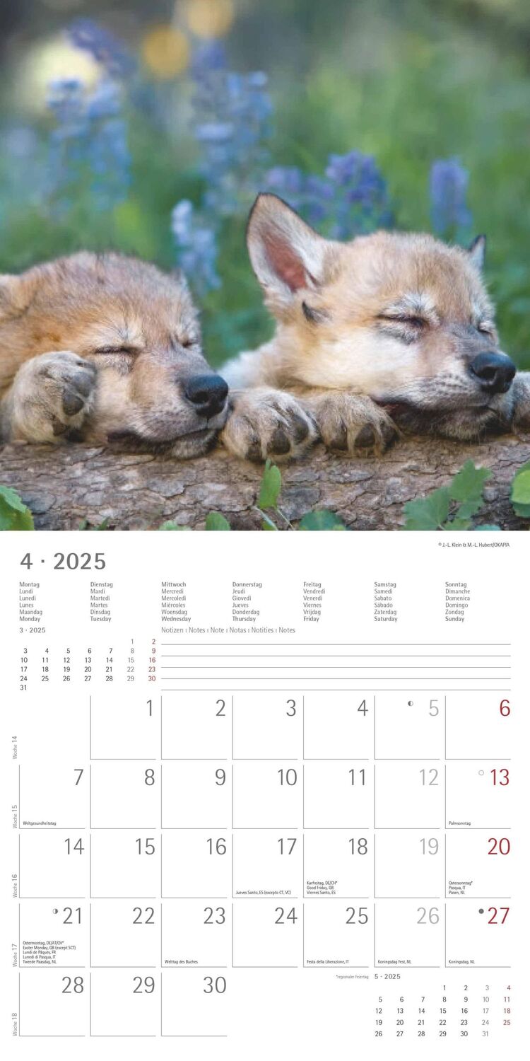 Bild: 4251732340711 | Wölfe 2025 - Broschürenkalender 30x30 cm (30x60 geöffnet) -...