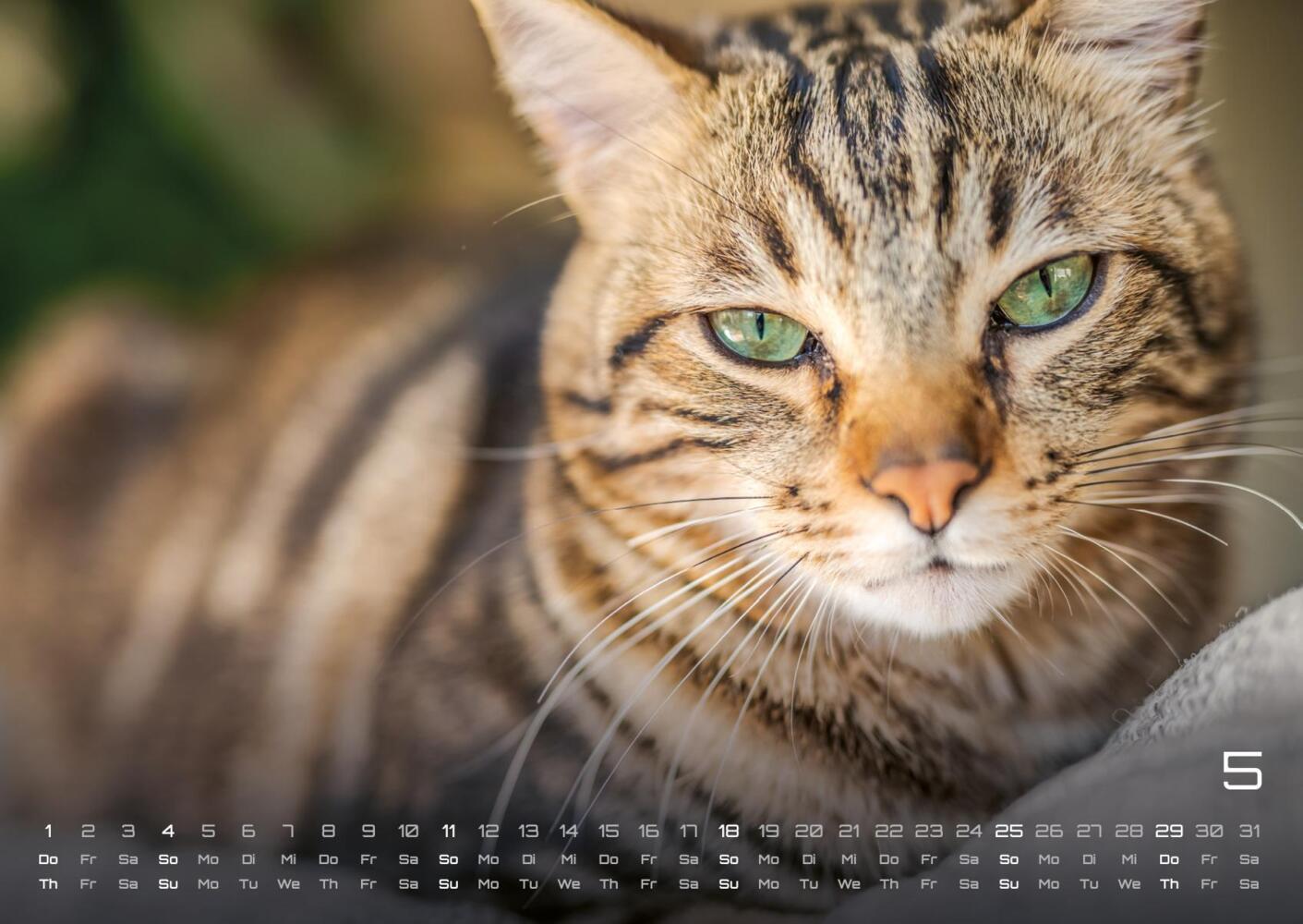 Bild: 9783986733858 | Miau - Unsere Stubentiger - Der Katzenkalender - 2025 - Kalender...