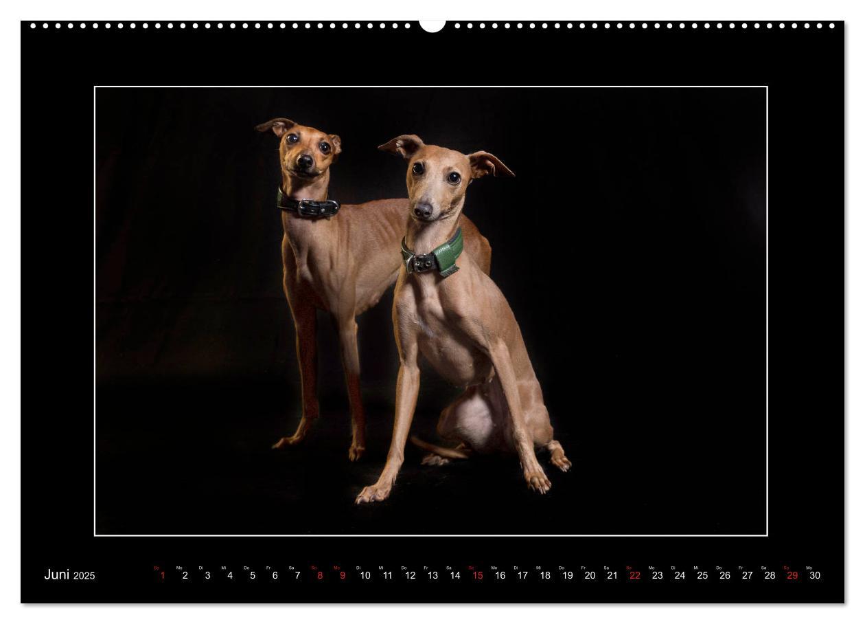 Bild: 9783435176809 | Windhunde - Schnelle Schönheiten (Wandkalender 2025 DIN A2 quer),...