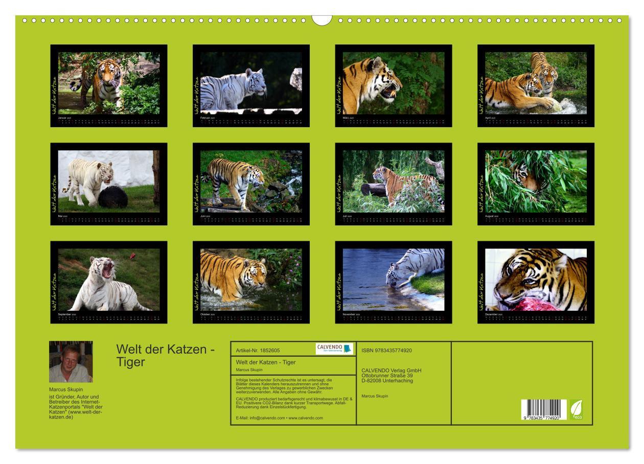 Bild: 9783435774920 | Welt der Katzen - Tiger (Wandkalender 2025 DIN A2 quer), CALVENDO...