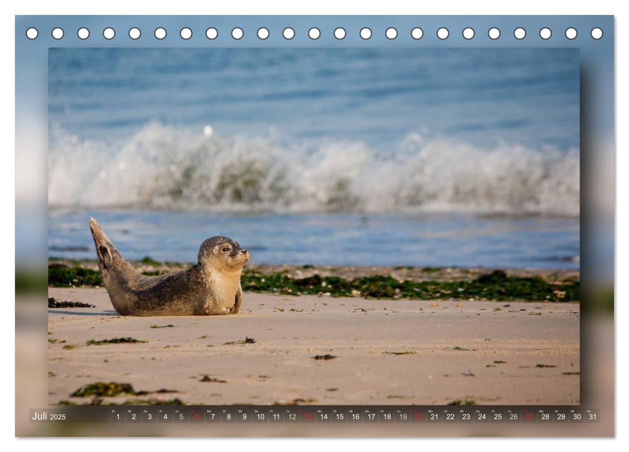 Bild: 9783435682546 | Baltrum - Ein Tag am Strand (Tischkalender 2025 DIN A5 quer),...