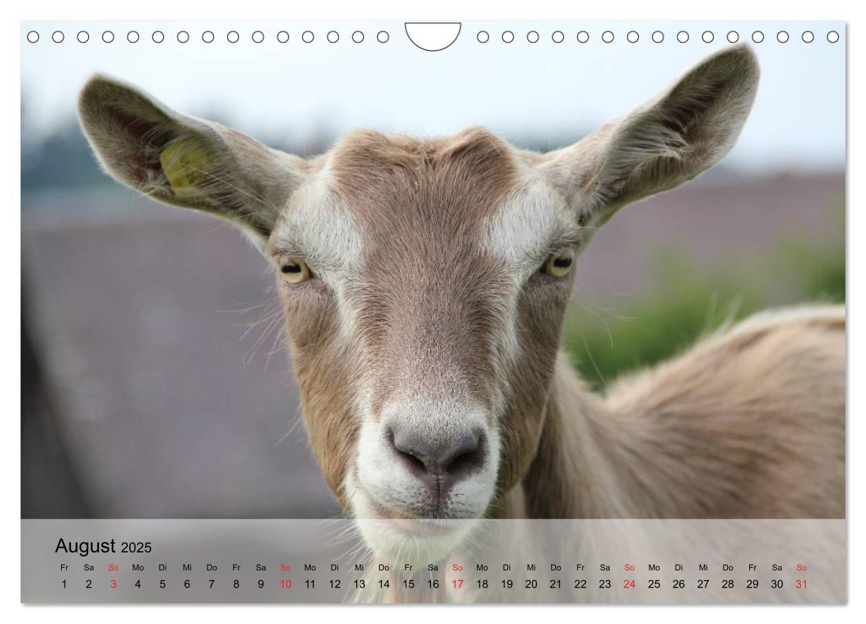 Bild: 9783435601271 | Ziegen. Kluge Freigeister (Wandkalender 2025 DIN A4 quer), CALVENDO...