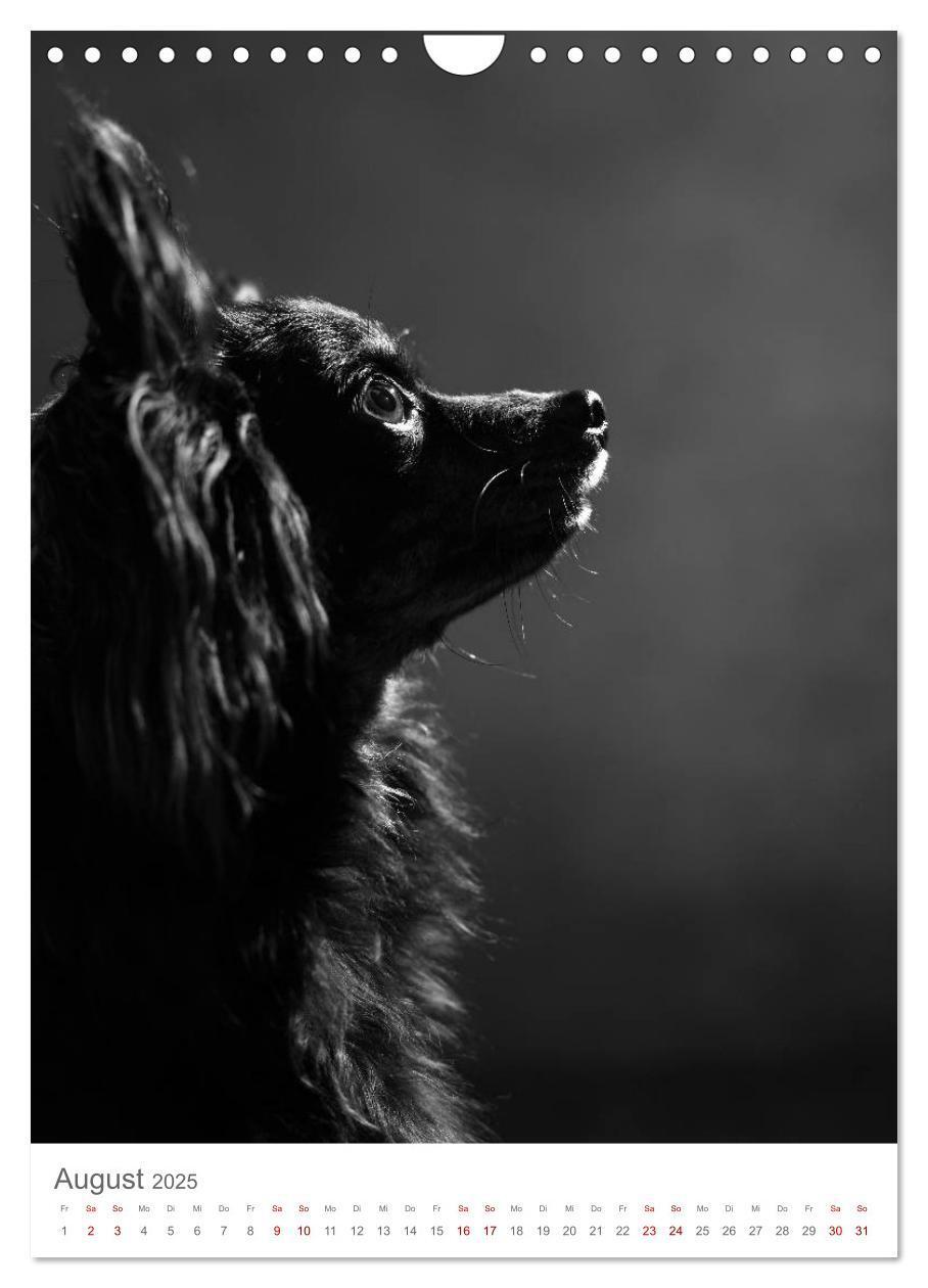 Bild: 9783435999491 | Fine Art Hundeportraits (Wandkalender 2025 DIN A4 hoch), CALVENDO...