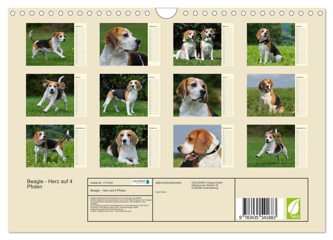 Bild: 9783435541683 | Beagle - Herz auf 4 Pfoten (Wandkalender 2025 DIN A4 quer),...