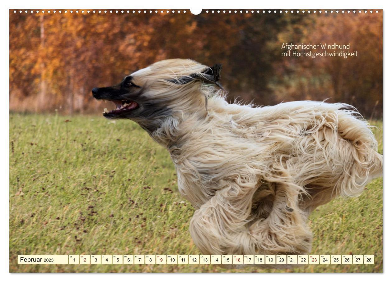 Bild: 9783457162163 | Windhunde im Portrait (Wandkalender 2025 DIN A2 quer), CALVENDO...