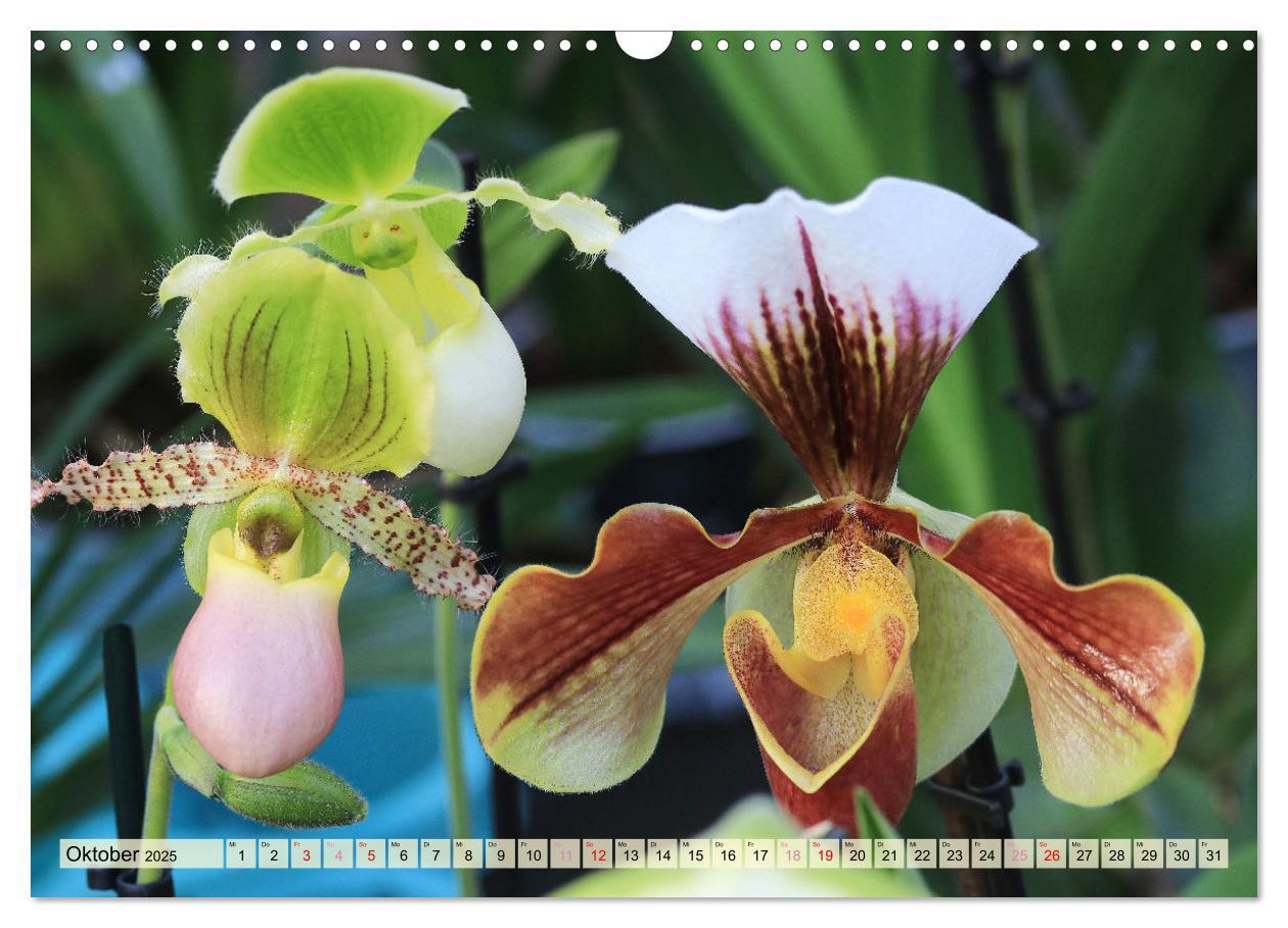 Bild: 9783383765087 | Beliebte Orchideen (Wandkalender 2025 DIN A3 quer), CALVENDO...