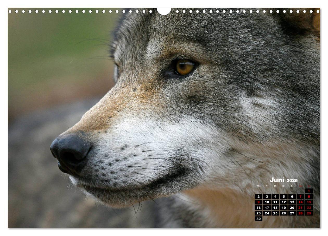 Bild: 9783435195701 | Willkommen Wolf (Wandkalender 2025 DIN A3 quer), CALVENDO...