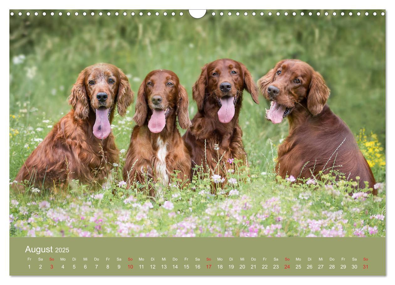 Bild: 9783435191727 | Setter - Geliebter Freund und Jagdkamerad (Wandkalender 2025 DIN A3...