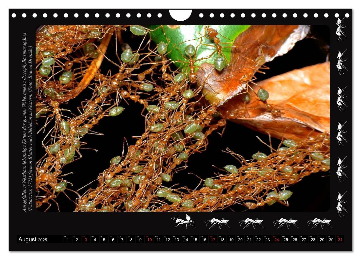 Bild: 9783435664153 | AntsNature - Faszination Ameisen (Wandkalender 2025 DIN A4 quer),...