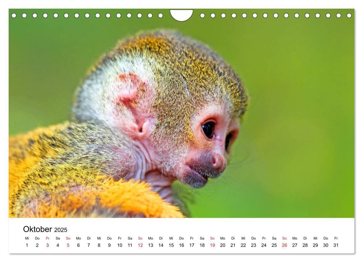 Bild: 9783435491100 | Totenkopfaffen (Wandkalender 2025 DIN A4 quer), CALVENDO...