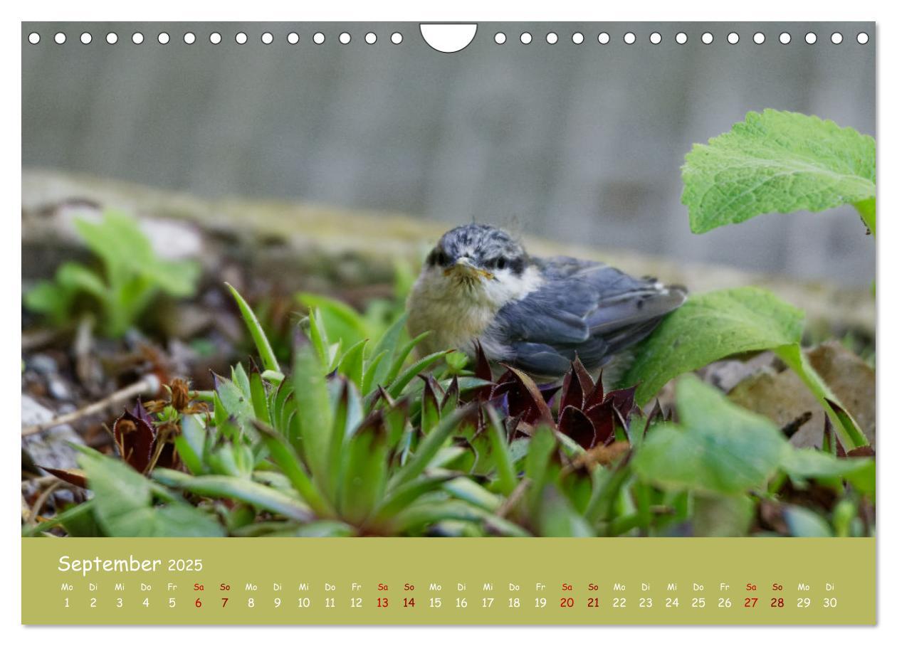 Bild: 9783383924484 | Der Kleiber - Ostfriesenfotografie und der Vogel-Zorro...