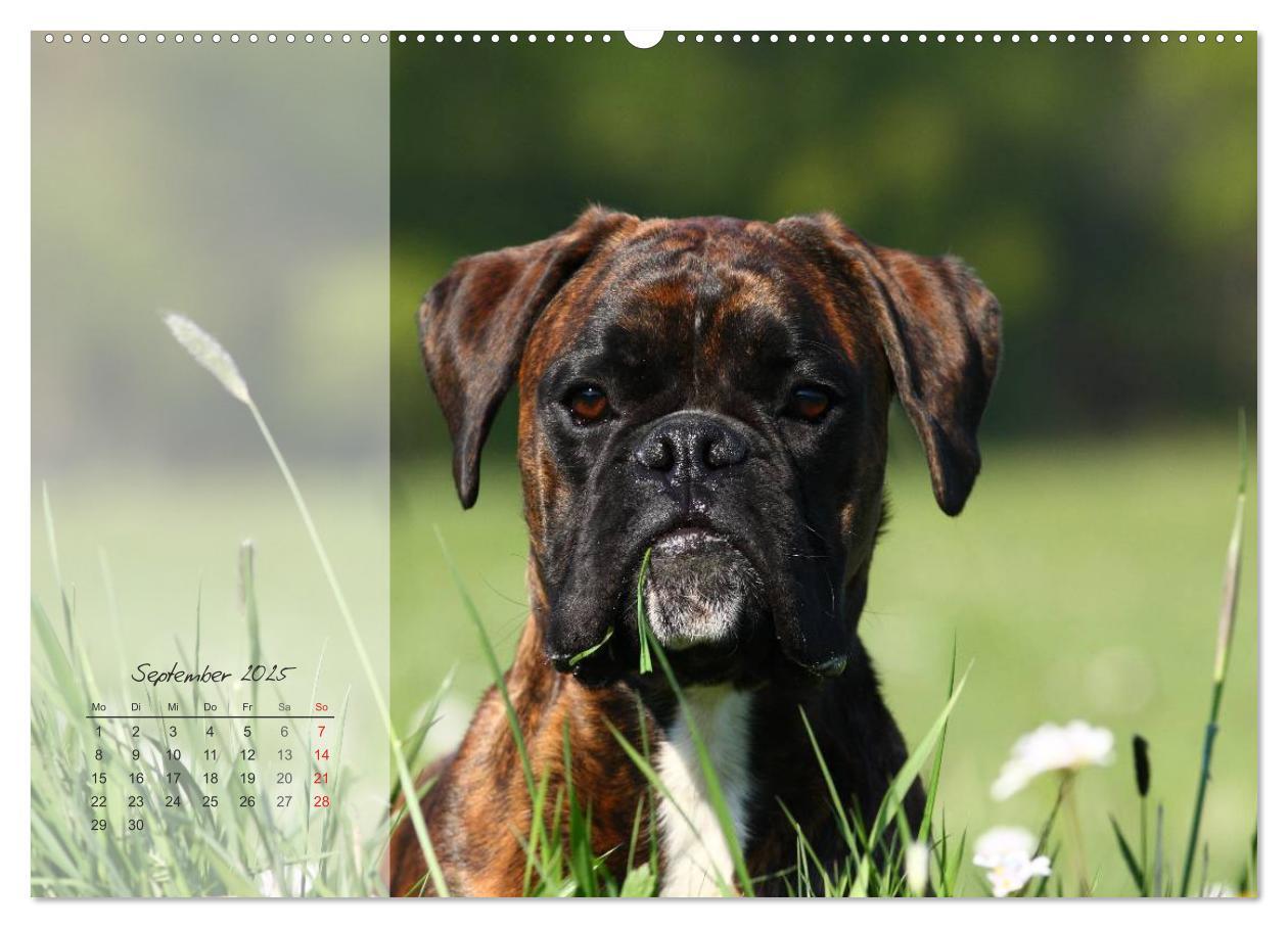 Bild: 9783435822409 | Deutscher Boxer 2025 (Wandkalender 2025 DIN A2 quer), CALVENDO...