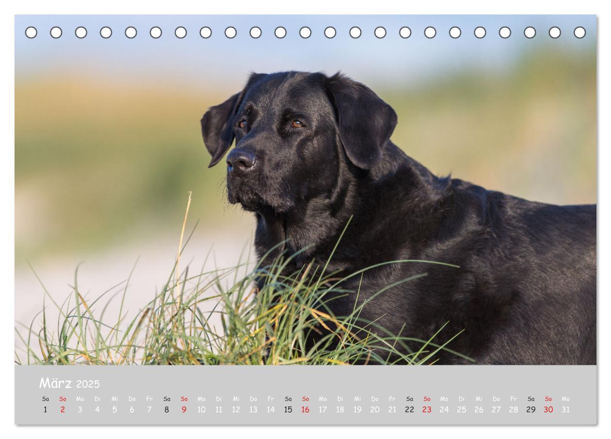 Bild: 9783435531158 | Liebenswerter Labrador 2025 (Tischkalender 2025 DIN A5 quer),...