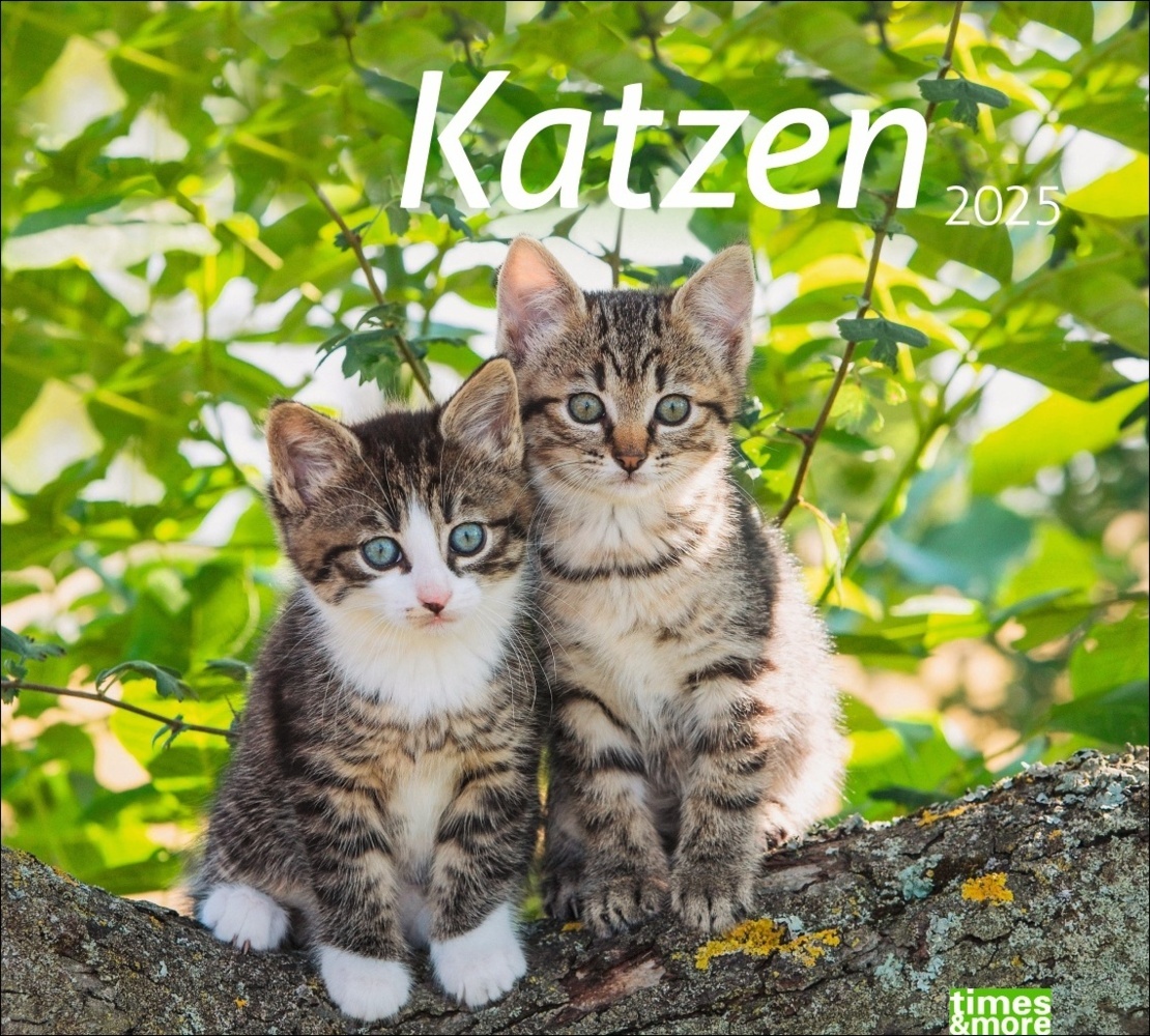 Cover: 9783756406852 | Katzen Bildkalender 2025 | Kalender | Spiralbindung | 14 S. | Deutsch