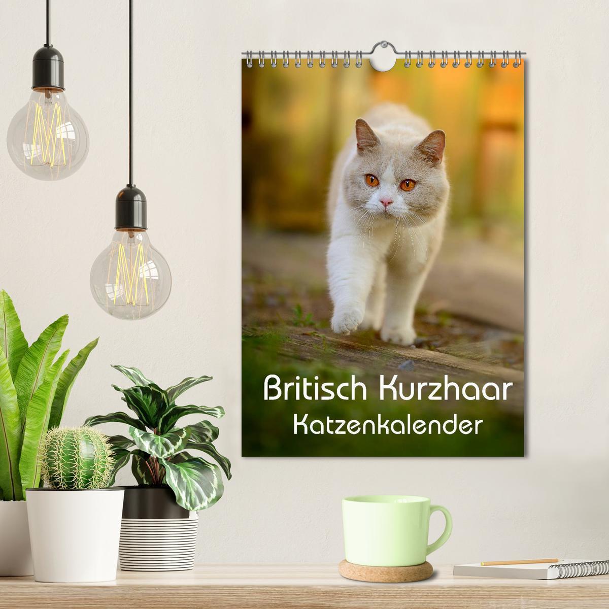 Bild: 9783457065044 | Britisch Kurzhaar Katzenkalender (Wandkalender 2025 DIN A4 hoch),...