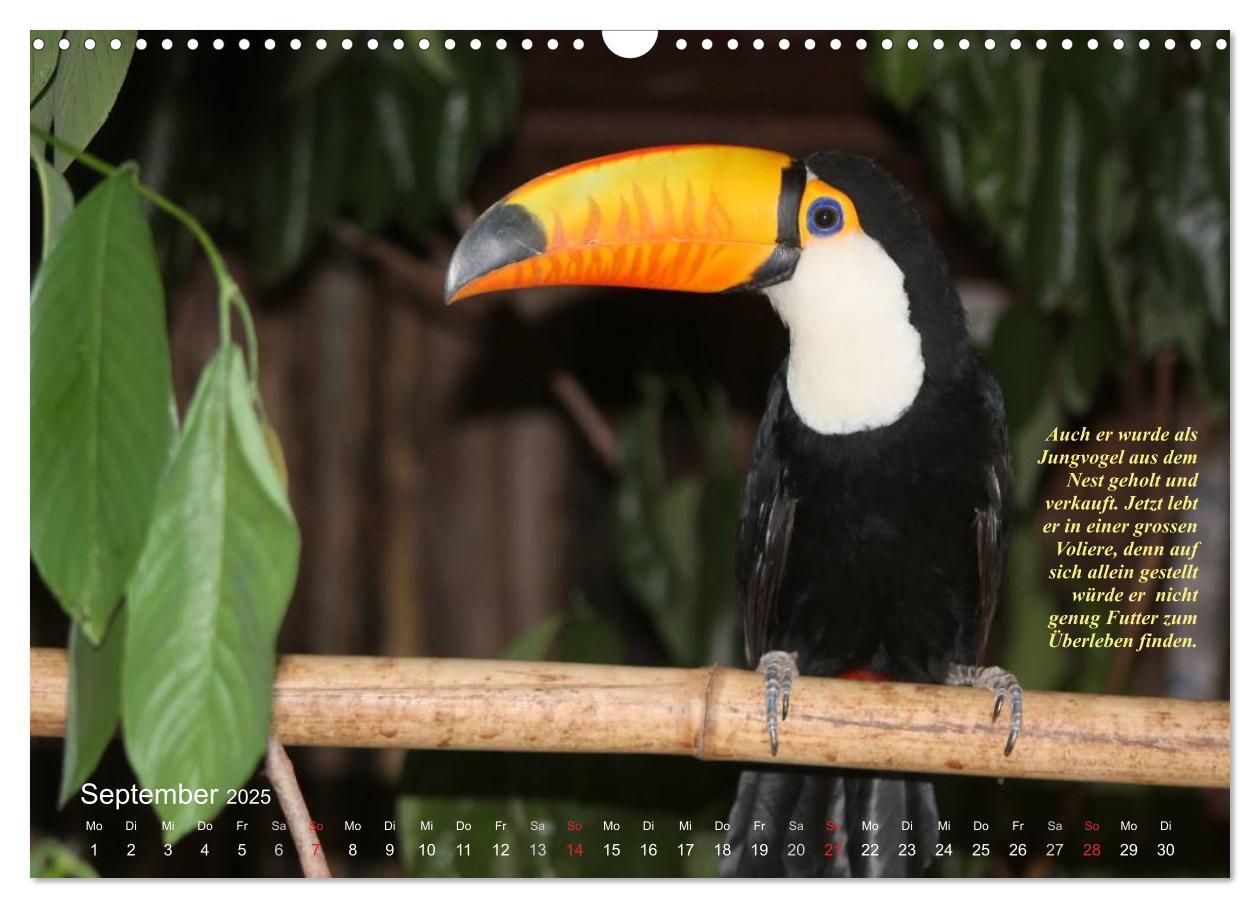 Bild: 9783435727988 | Blaustirnamazonen - Papageien in Paraguay (Wandkalender 2025 DIN A3...