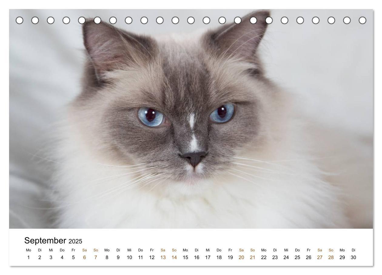 Bild: 9783435752904 | Ragdolls (Tischkalender 2025 DIN A5 quer), CALVENDO Monatskalender