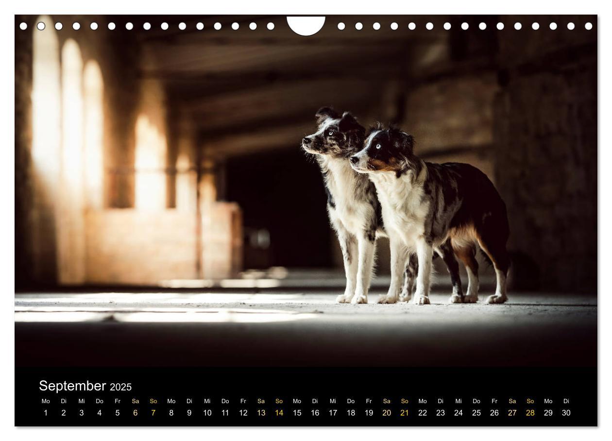 Bild: 9783435233502 | Australian Shepherd - Vielfalt in einer Rasse (Wandkalender 2025...