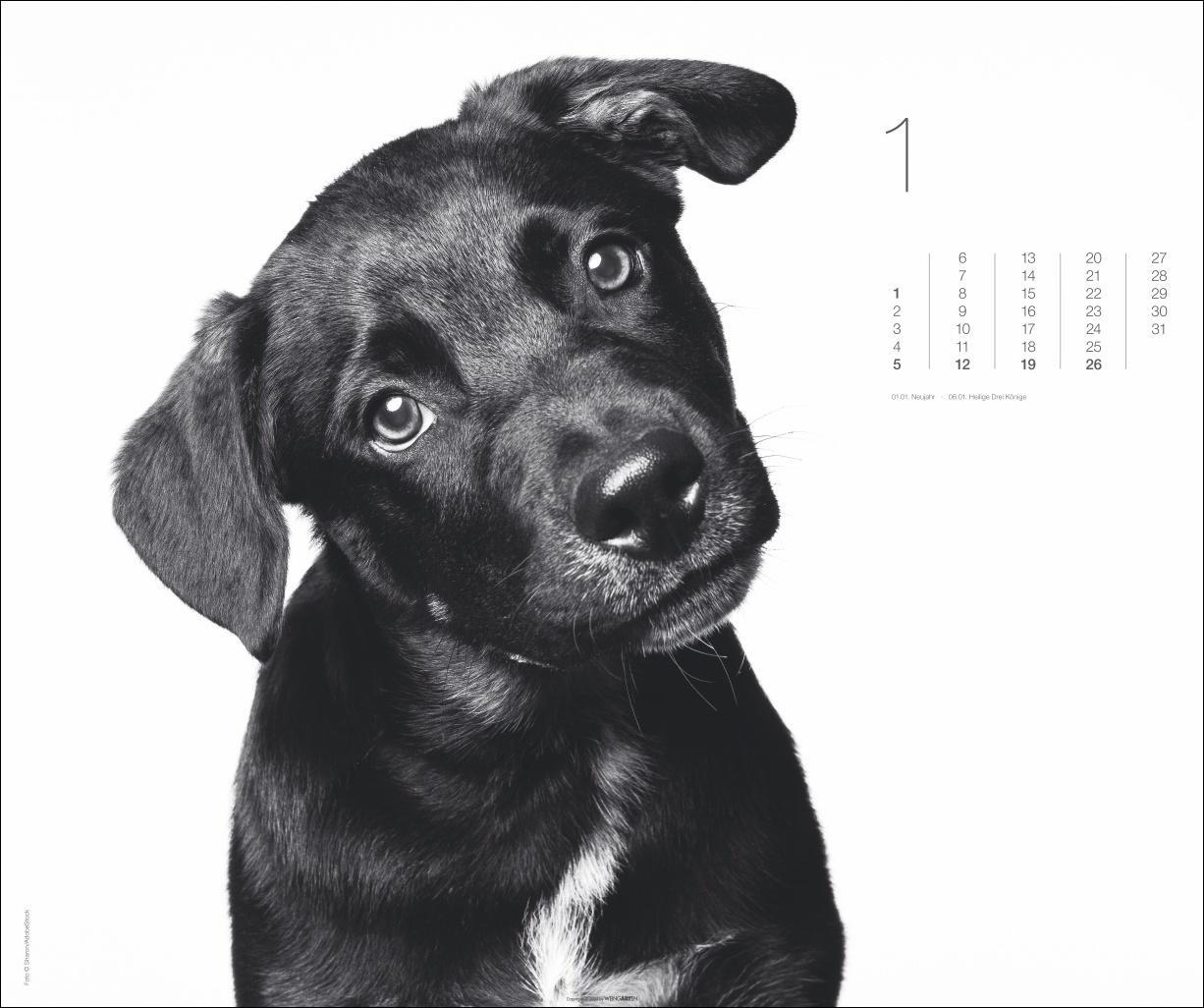 Bild: 9783839901328 | Black &amp; White Animals 2025 | Kalender | Spiralbindung | 14 S. | 2025