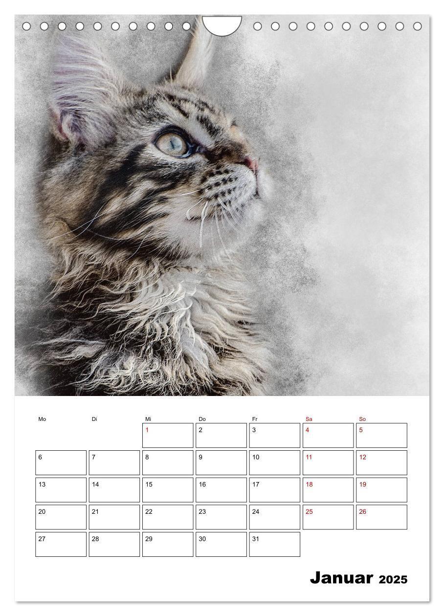 Bild: 9783435975365 | Maine Coon Katzen (Wandkalender 2025 DIN A4 hoch), CALVENDO...