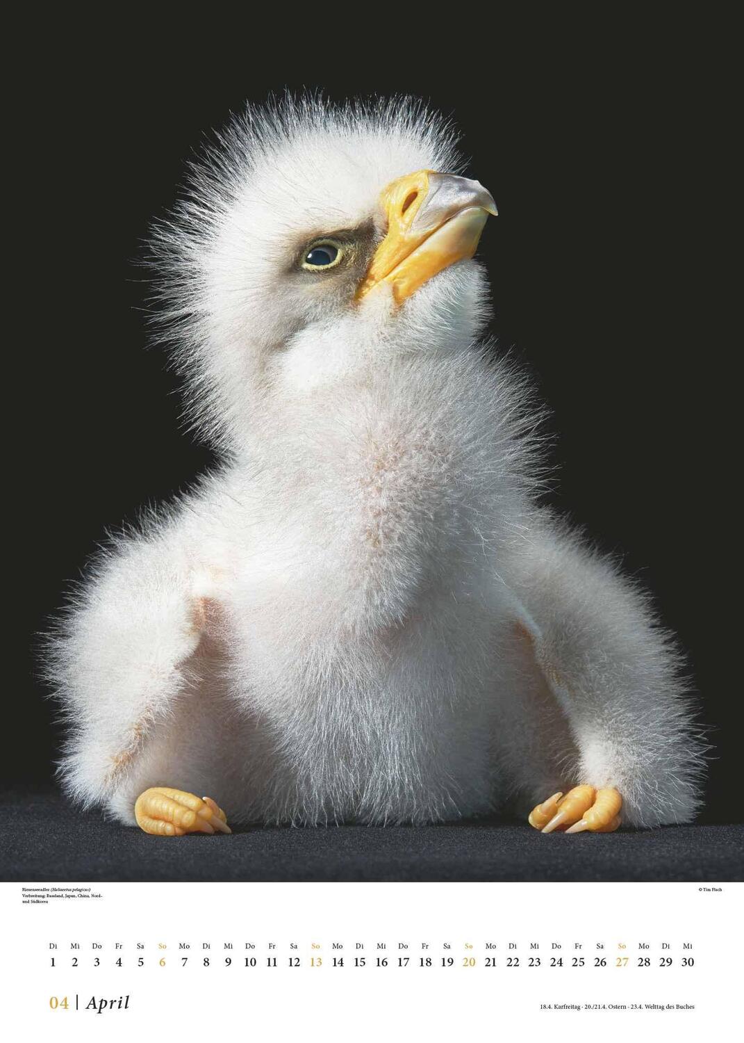 Bild: 4250809653549 | Tim Flach: Vögel 2025 - Posterkalender von DUMONT- Vogel-Porträts...