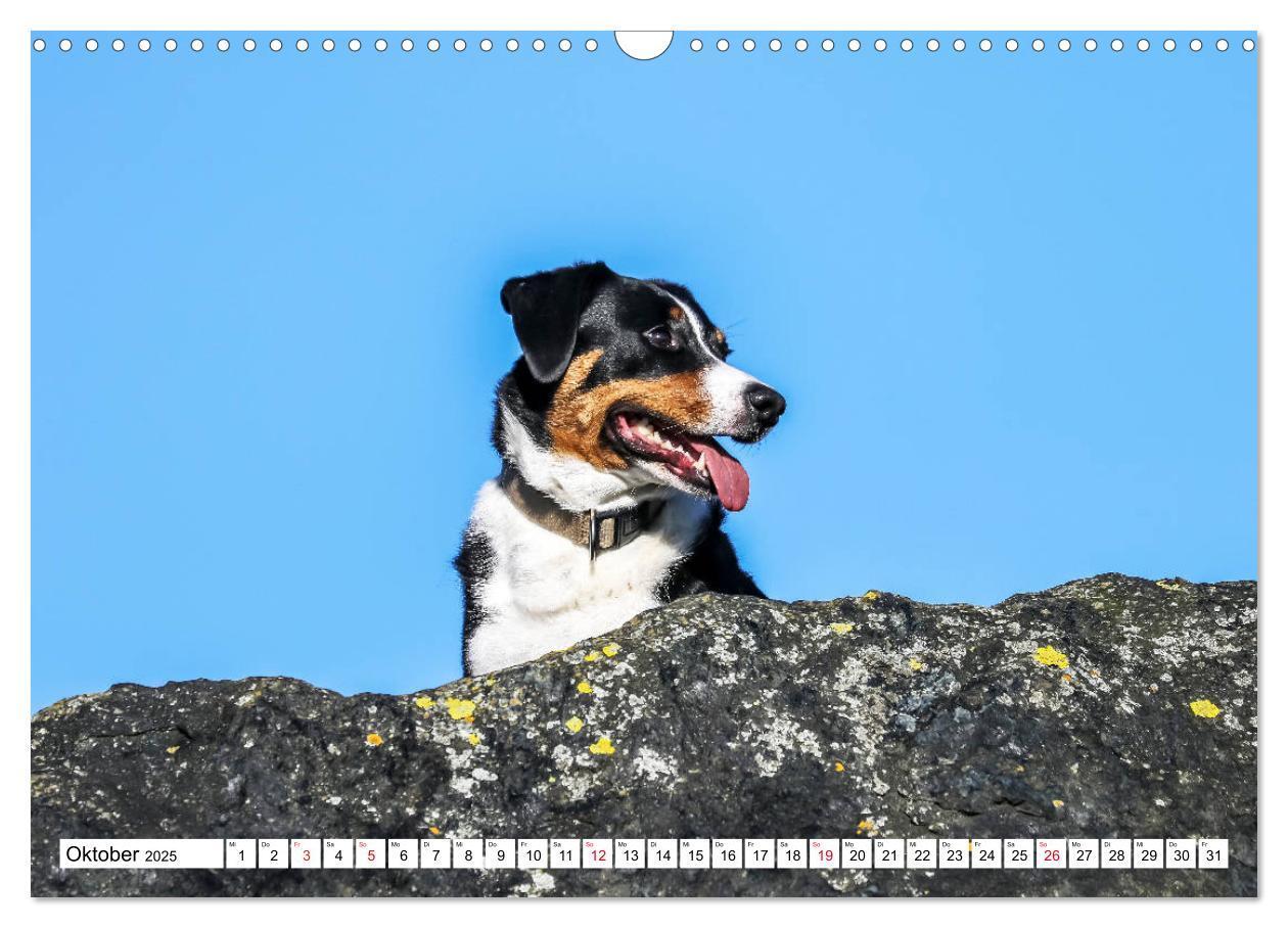 Bild: 9783435332441 | Appenzeller Sennenhunde (Wandkalender 2025 DIN A3 quer), CALVENDO...