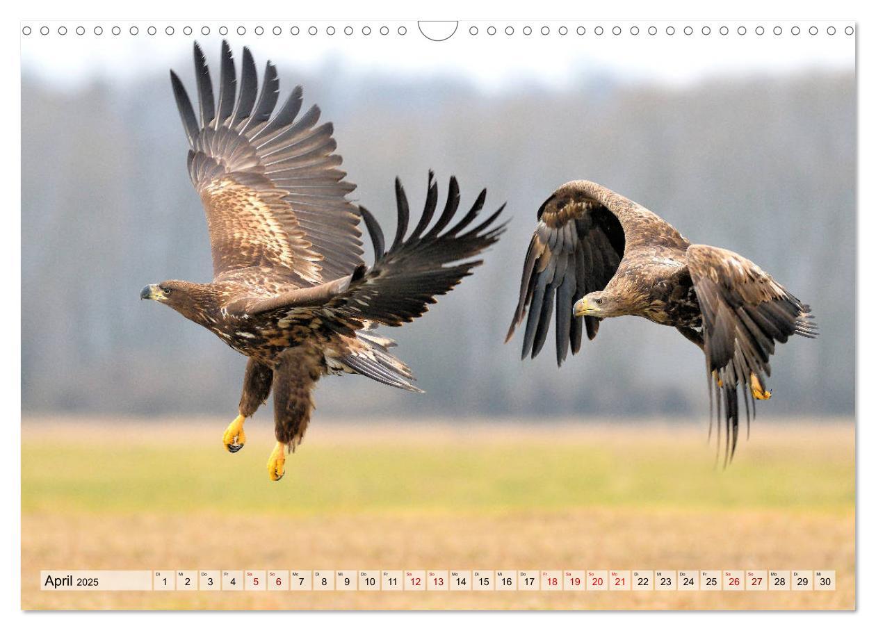 Bild: 9783435230396 | Majestätische Seeadler (Wandkalender 2025 DIN A3 quer), CALVENDO...