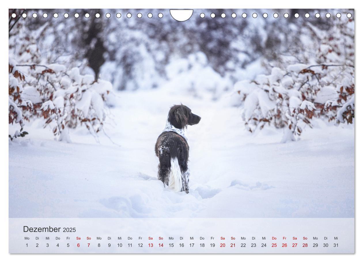 Bild: 9783457145685 | Der kleine Münsterländer (Wandkalender 2025 DIN A4 quer), CALVENDO...